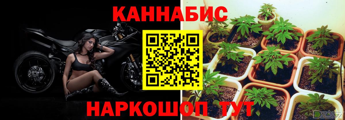 Конопля тримм  Конопля марихуана  Конопля конопля  Вход с VPN  Каннабис ГИДРОПОН  Реж 